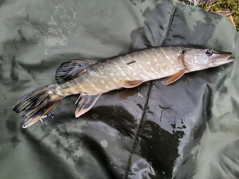 Snoek van 42 cm
