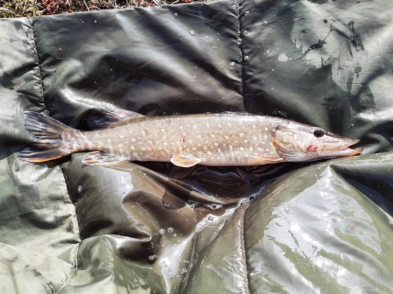 Snoek van 46-50 cm