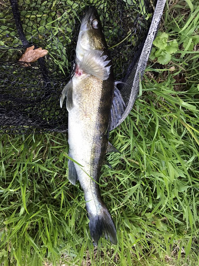Snoekbaars van 48 cm