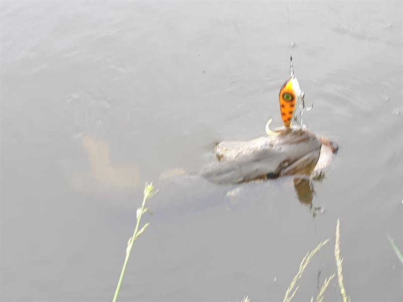 Snoek van 70 cm