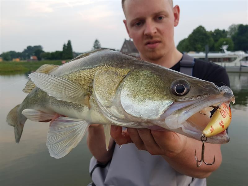 Snoekbaars van 62 cm