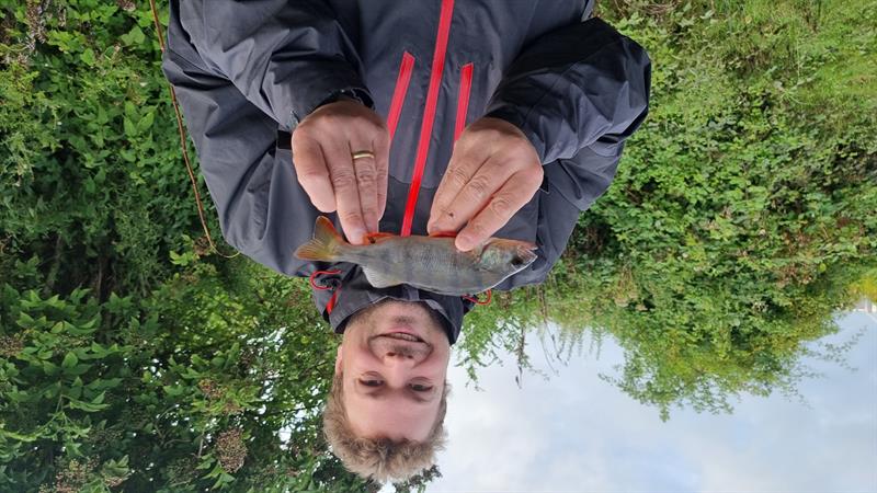 Baars van 16-20 cm