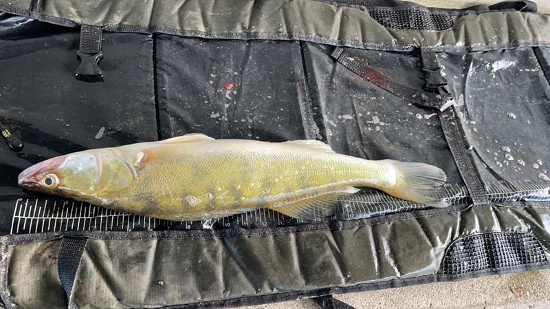 Snoekbaars van 60 cm