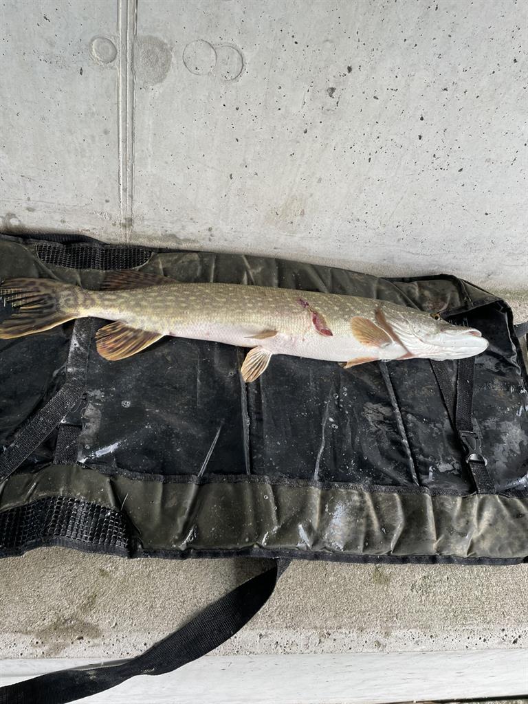 Snoek van 78 cm