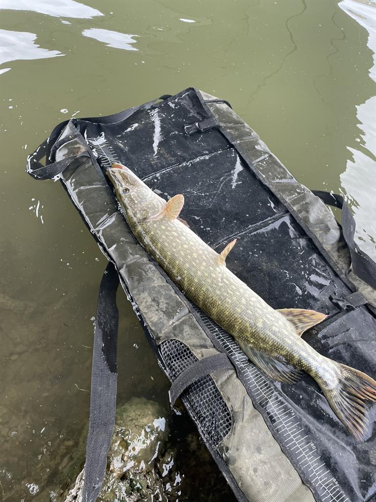 Snoek van 74 cm