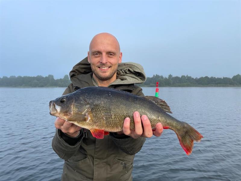 Baars van 44 cm