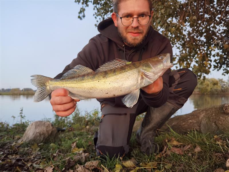 Snoekbaars van 51-55 cm