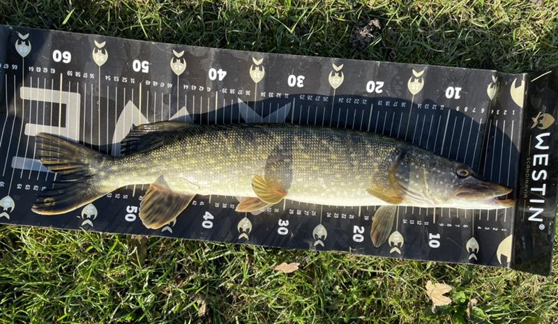 Snoek van 63 cm