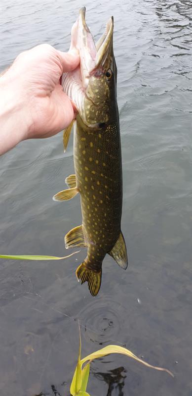 Snoek van 41-45 cm