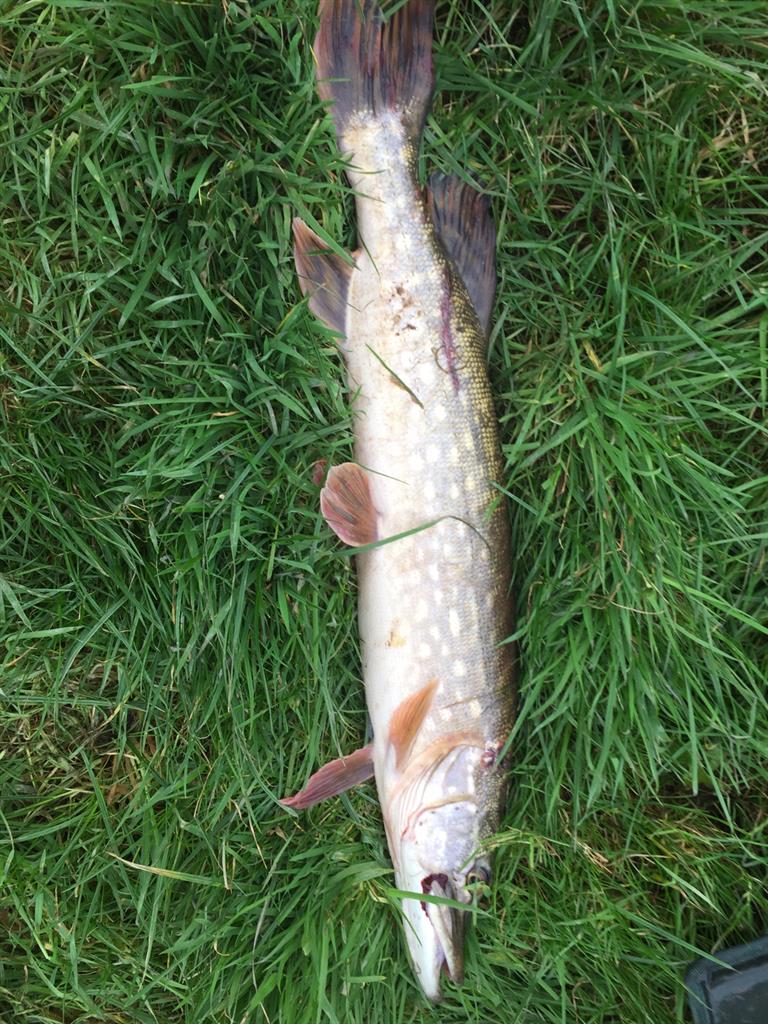 Snoek van 68 cm