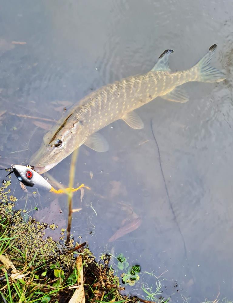 Snoek van 60 cm