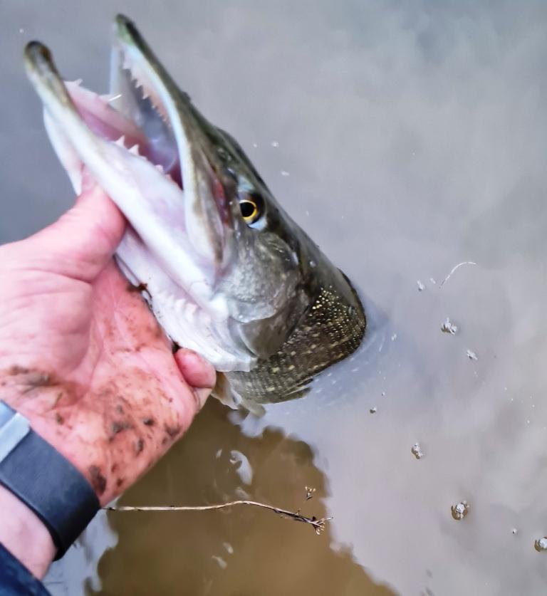 Snoek van 65 cm