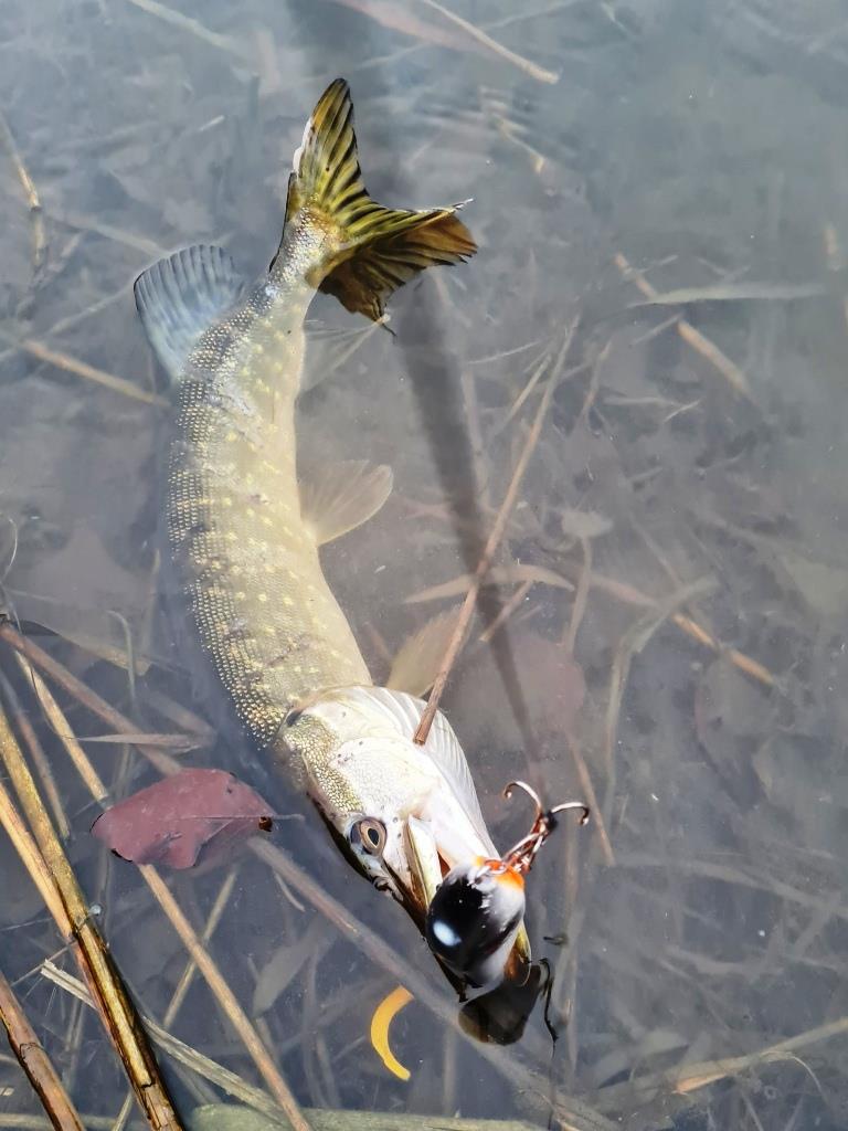 Snoek van 55 cm