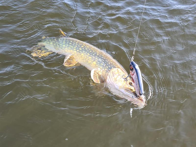 Snoek van 61-65 cm