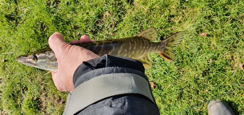 Snoek van 38 cm