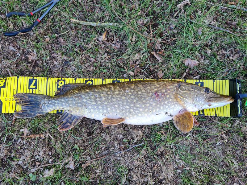 Snoek van 76 cm