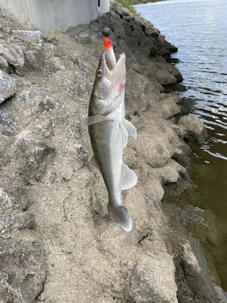 Snoekbaars van 40 cm