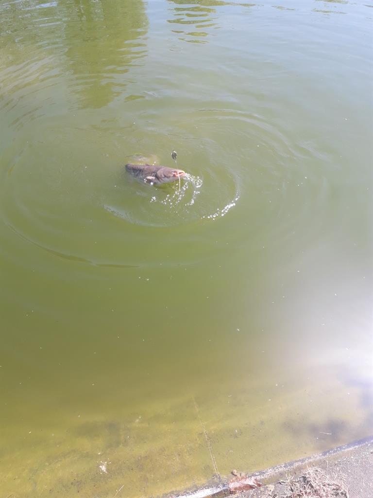 Meerval van 6 pond