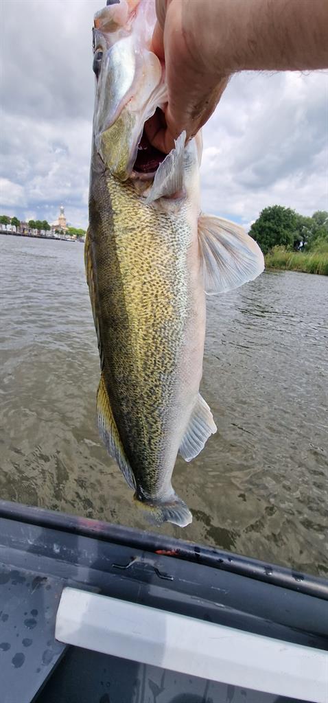 Snoekbaars van 73 cm