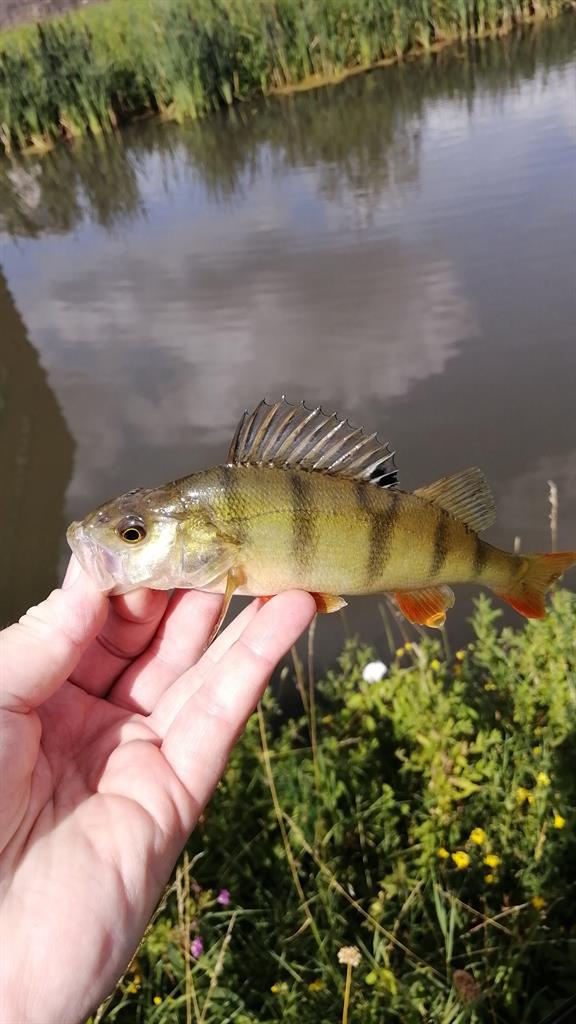 Baars van 20 cm