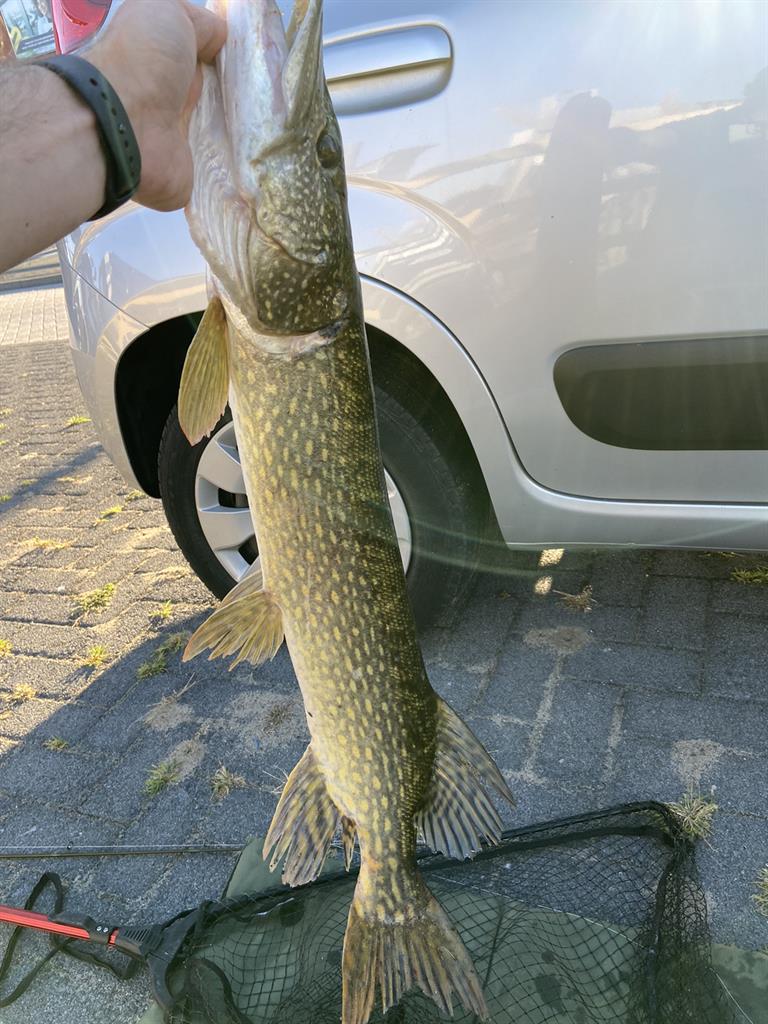 Snoek van 84 cm