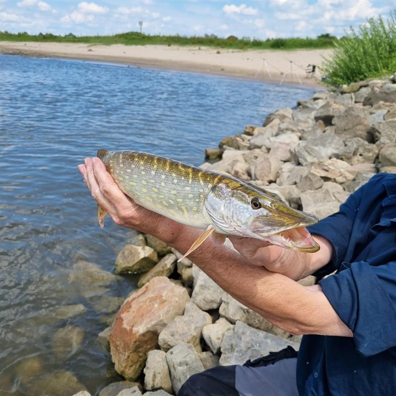 Snoek van 74 cm