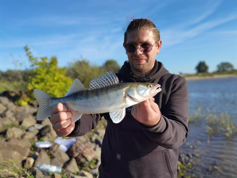 Snoekbaars van 41-45 cm