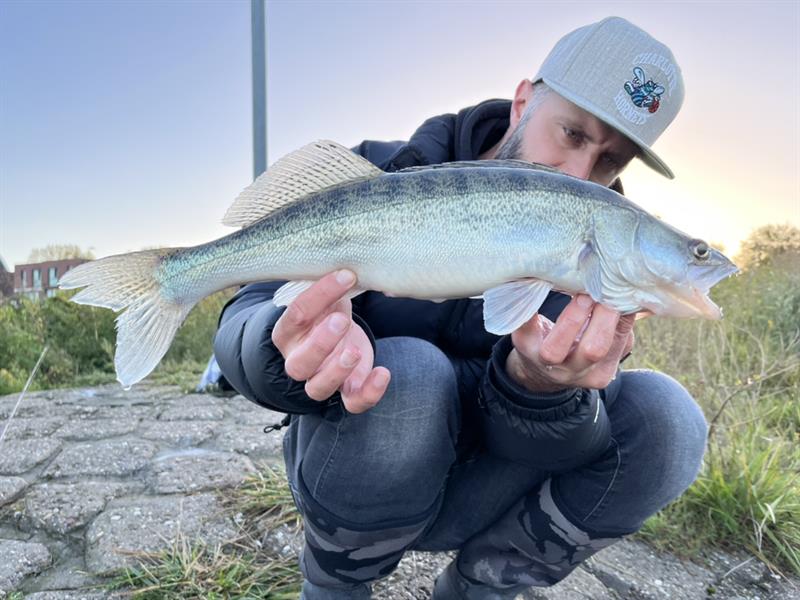 Snoekbaars van 56-60 cm