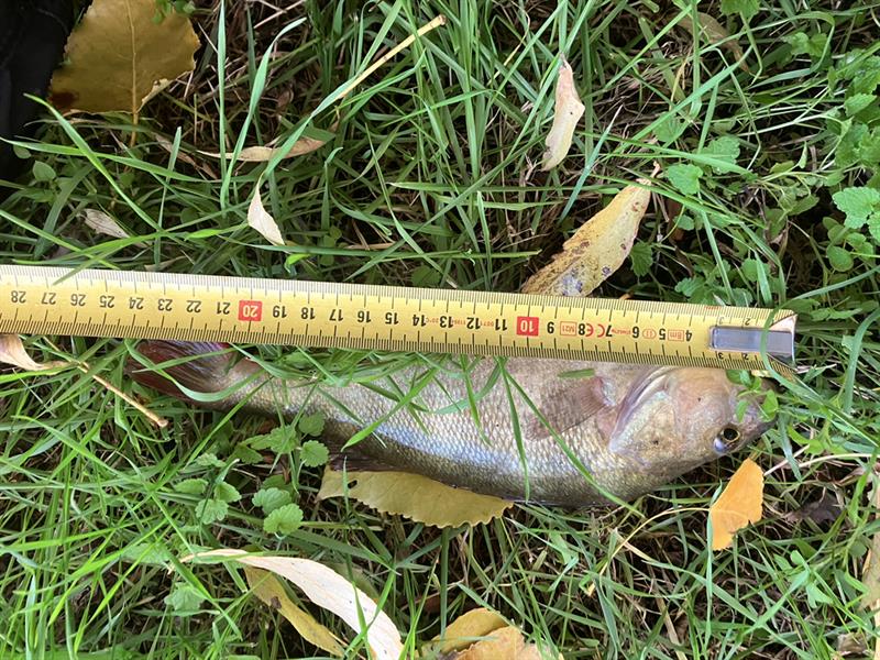 Baars van 24 cm