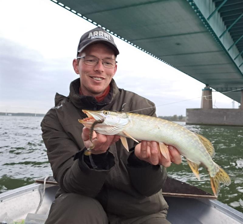 Snoek van 61-65 cm
