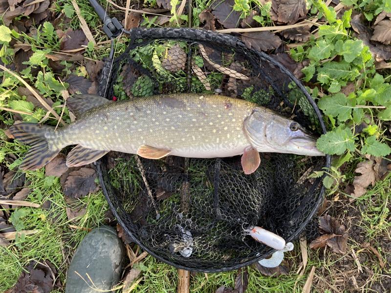 Snoek van 86 cm