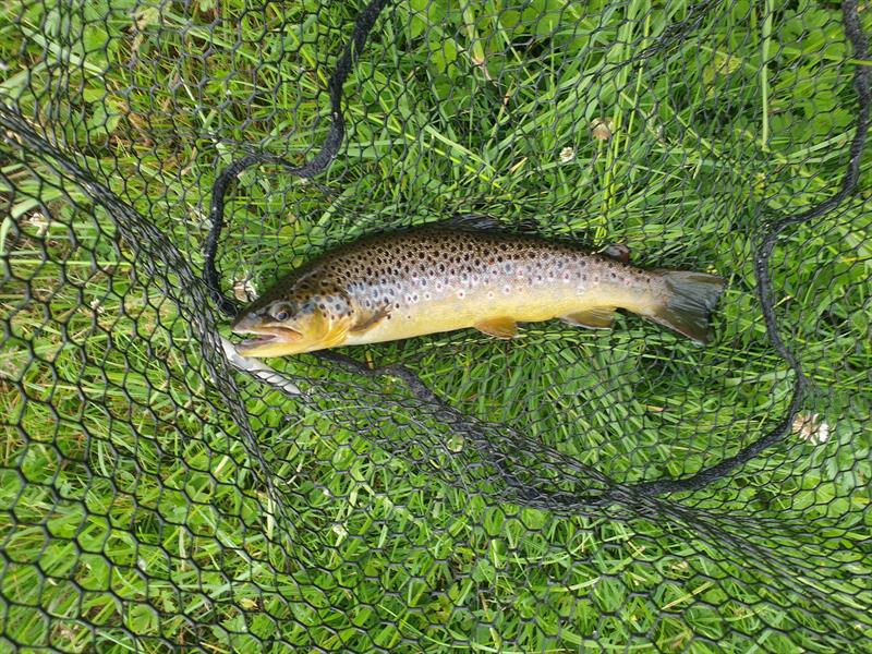 Beekforel van 34 cm