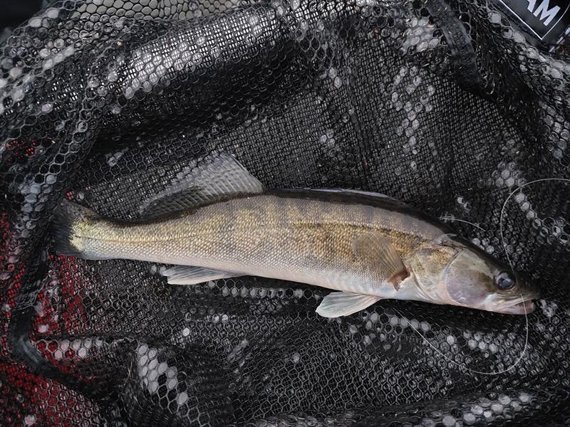 Snoekbaars van 35 cm