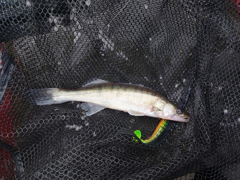 Snoekbaars van 27 cm