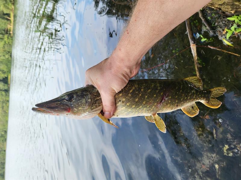 Snoek van 41-45 cm
