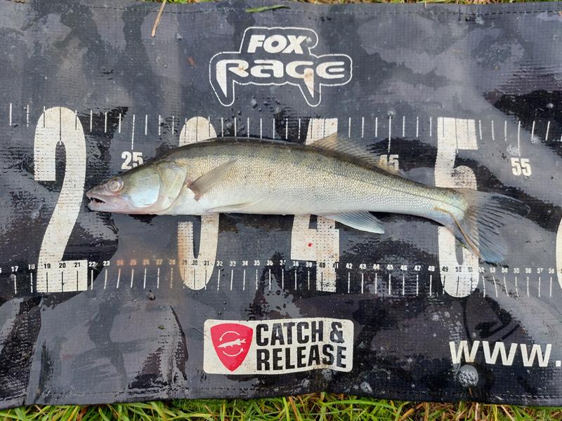 Snoekbaars van 34 cm
