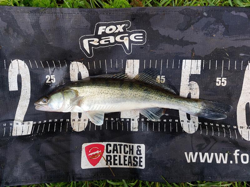 Snoekbaars van 37 cm
