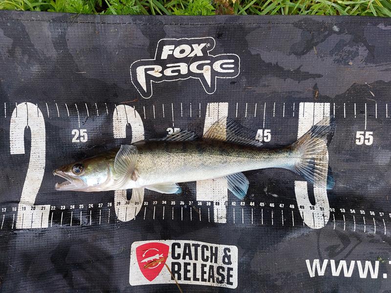 Snoekbaars van 30 cm