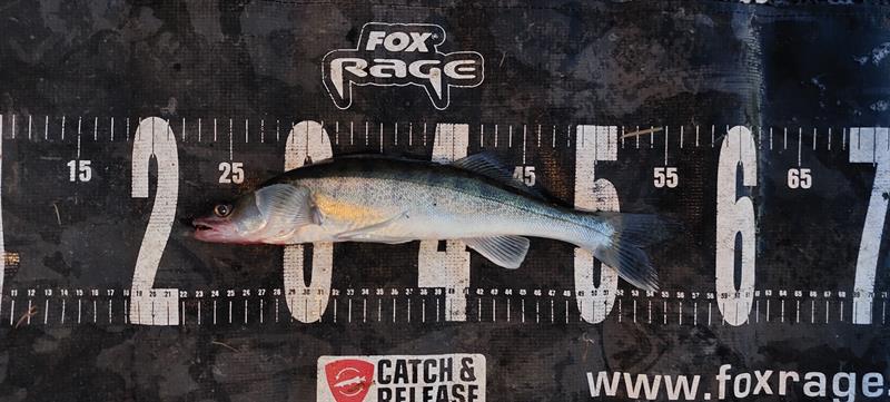 Snoekbaars van 33 cm