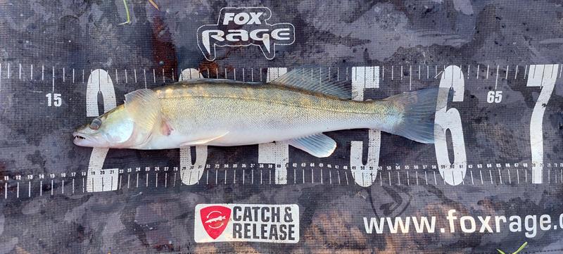 Snoekbaars van 43 cm