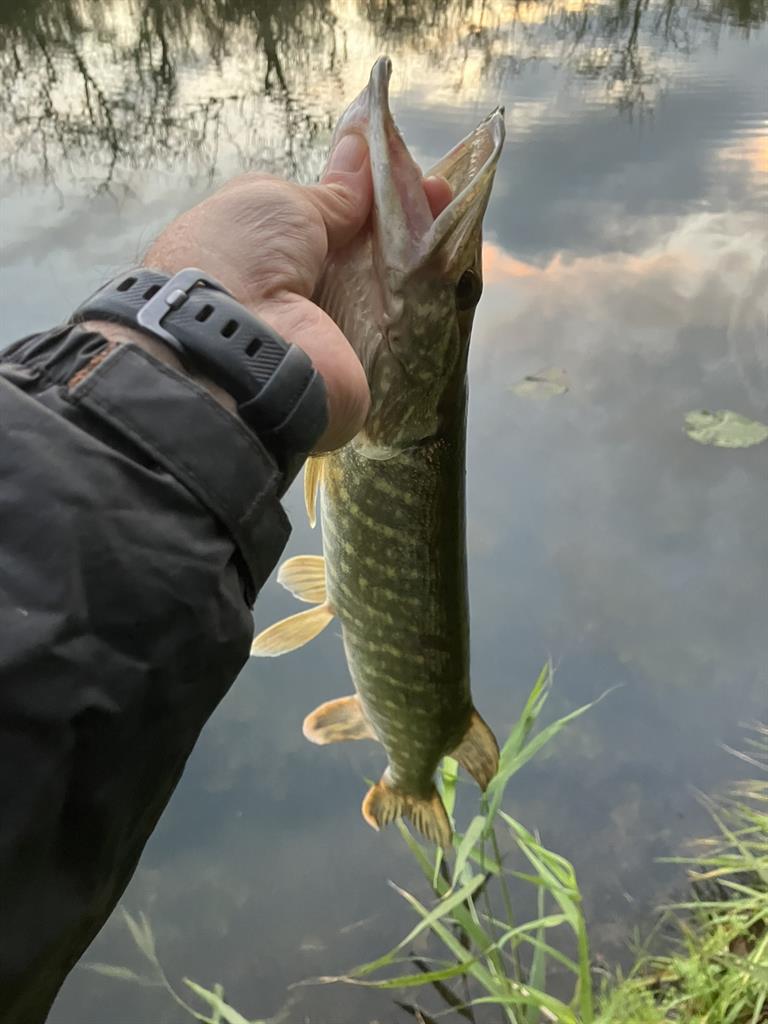 Snoek van 60 cm