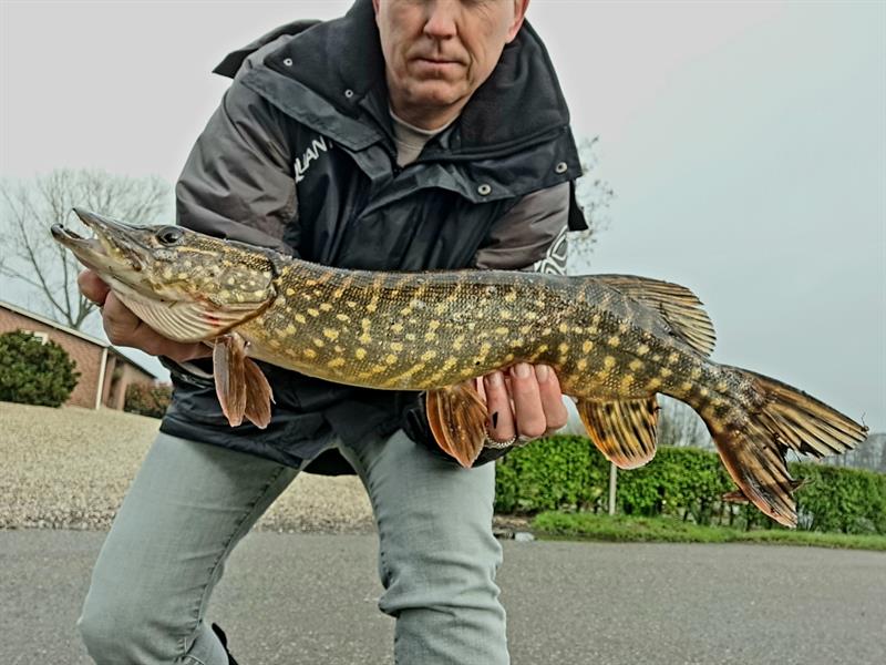 Snoek van 57 cm