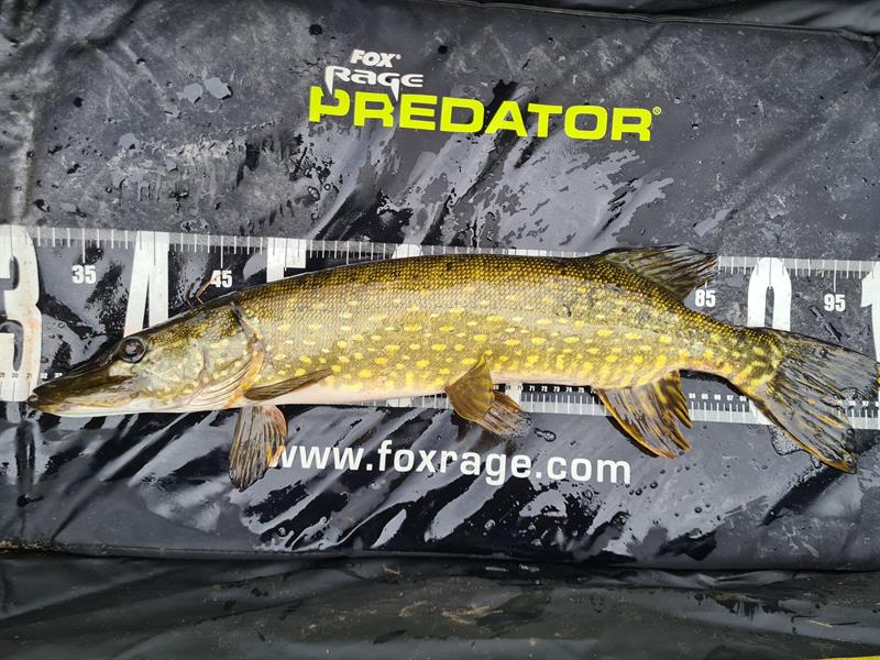Snoek van 70 cm