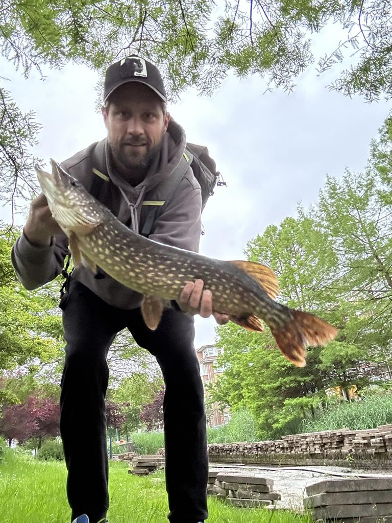 Snoek van 61-65 cm
