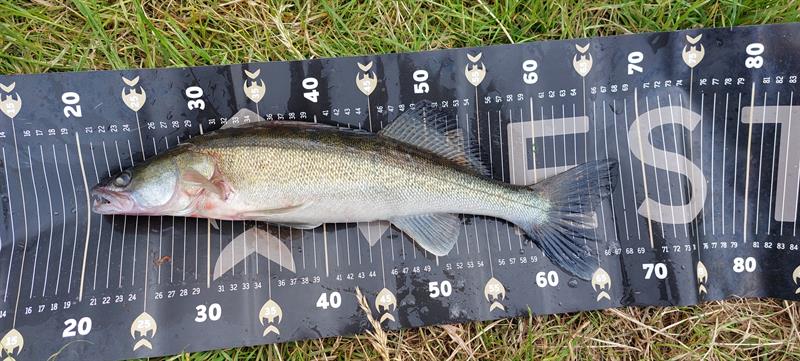 Snoekbaars van 48 cm