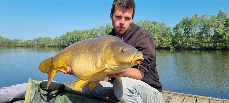 Spiegelkarper van 12 kilo