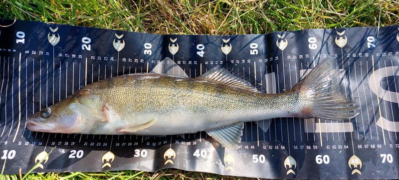Snoekbaars van 54 cm