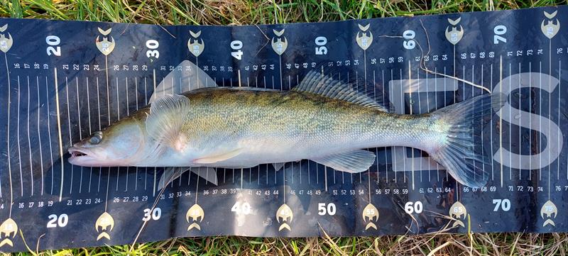 Snoekbaars van 51 cm