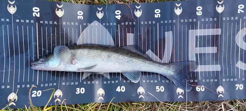 Snoekbaars van 41 cm