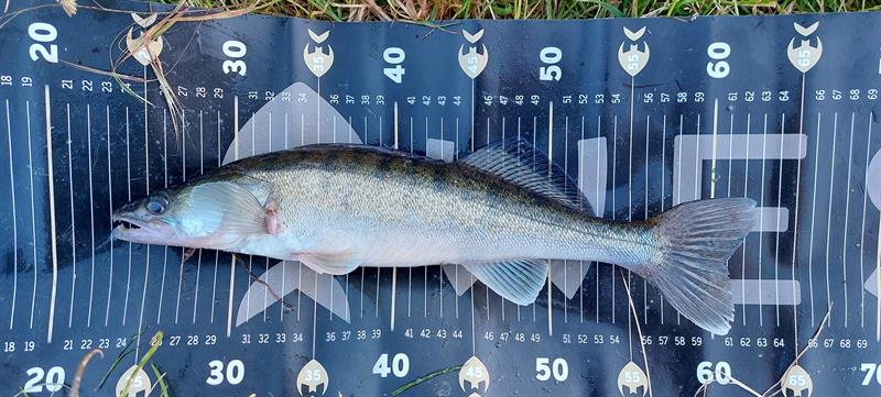 Snoekbaars van 39 cm